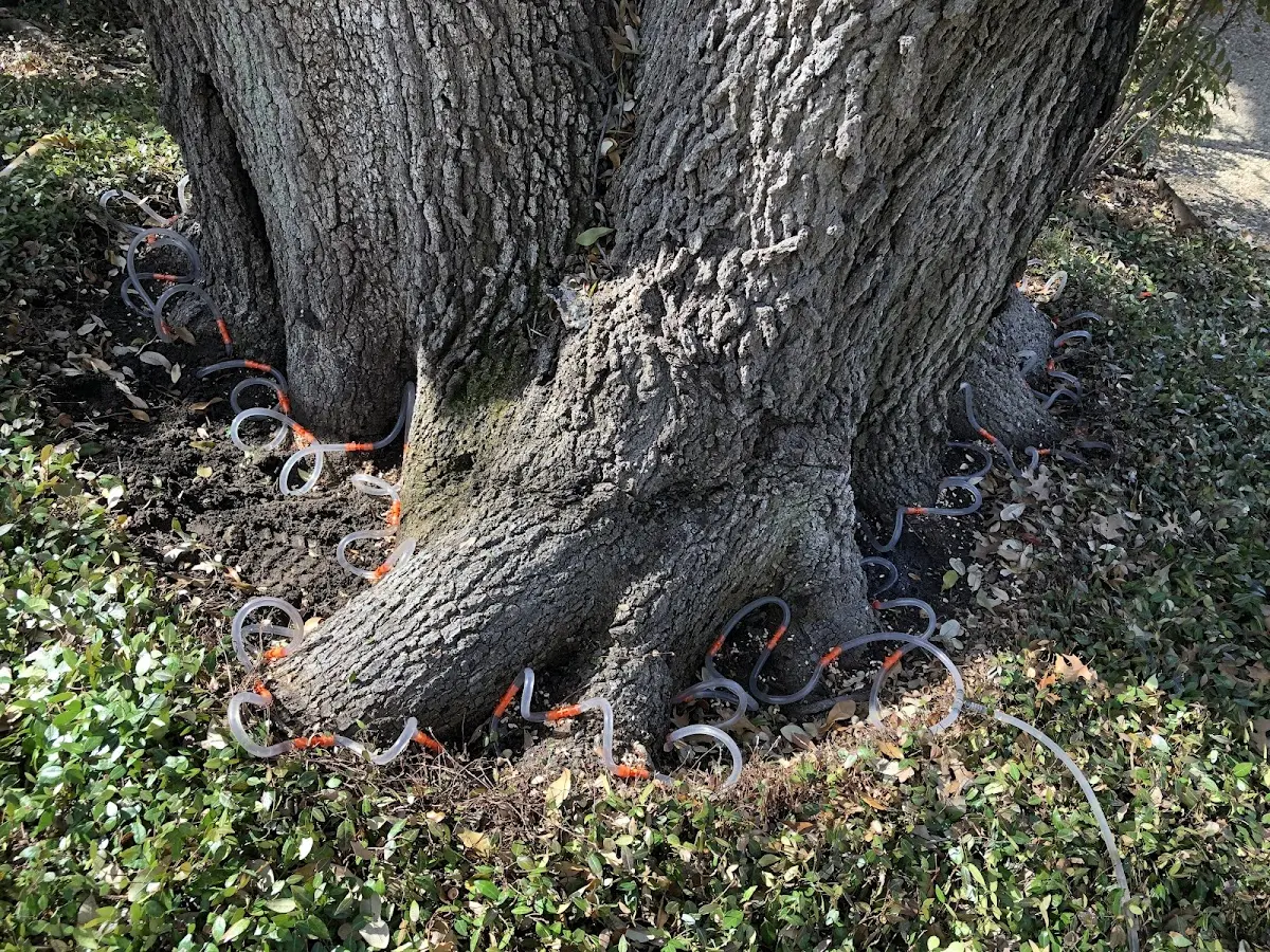 Detailed Tree Cabling and Bracing job site in Locust Dale