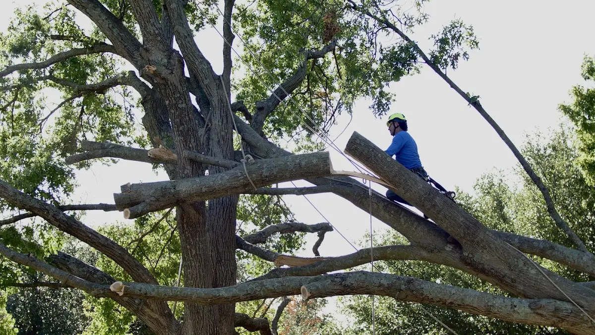 Professional Crown Thinning performed by certified arborists in Locust Dale