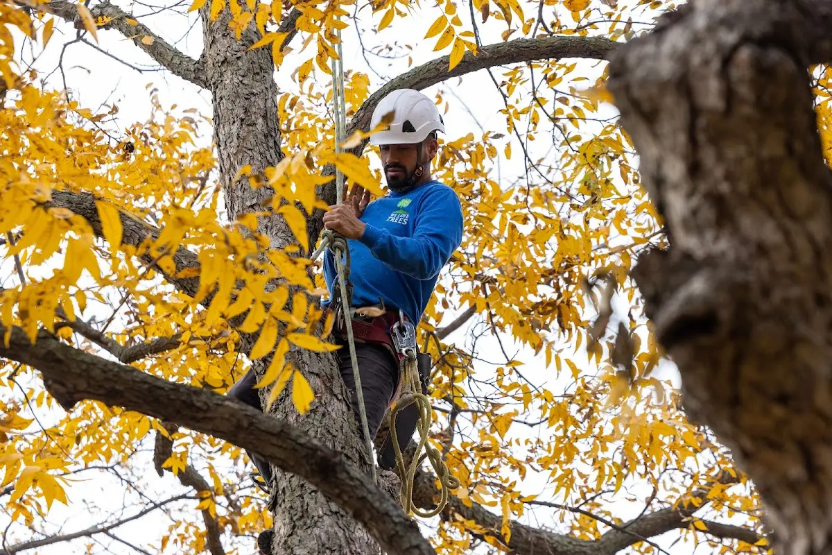 Skilled Storm Damage Cleanup crew working in Locust Dale