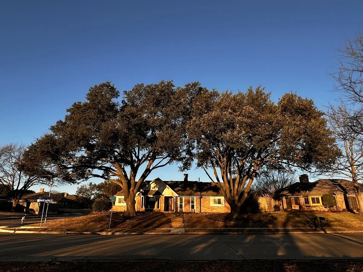 Established residential canopy tree shading a home in Locust Dale